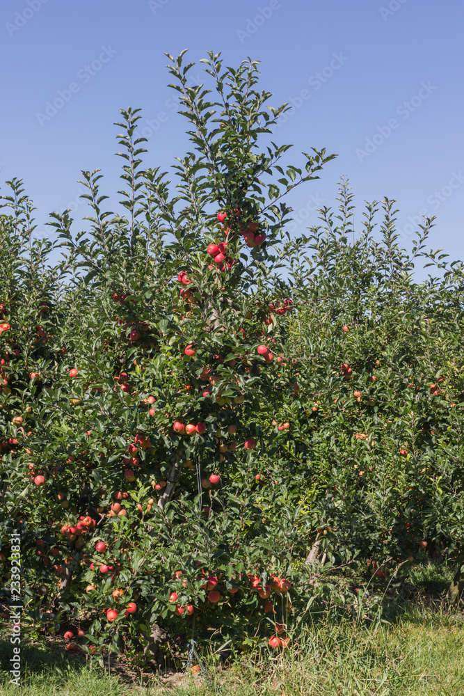 Apfelplantage im Kaiserstuhl