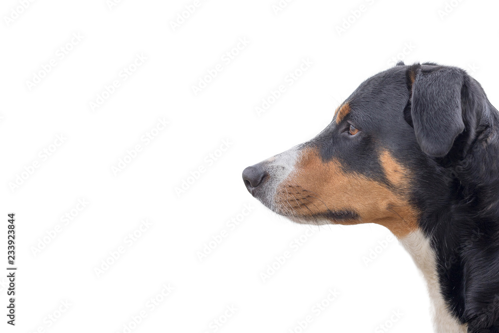  Porträt eines Appenzeller Sennenhund