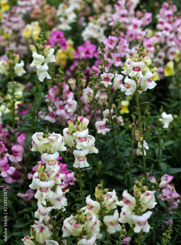 beautiful flowers in nature in the botanical garden beautiful flowers in nature in the botanical garden