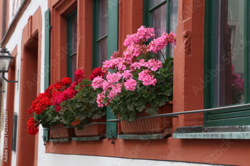 Beautiful balcony flowers. Beautiful balcony flowers on Windows Home.