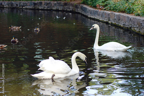 White Swan on the lake