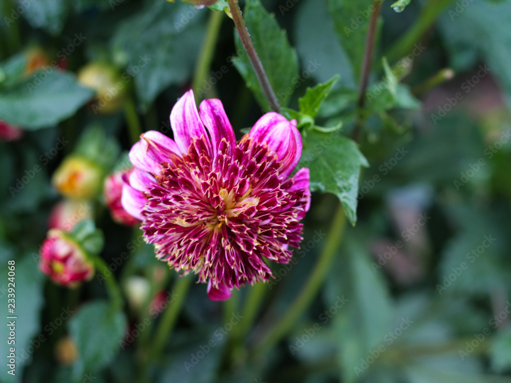 beautiful flowers in nature in the botanical garden beautiful flowers in nature in the botanical garden