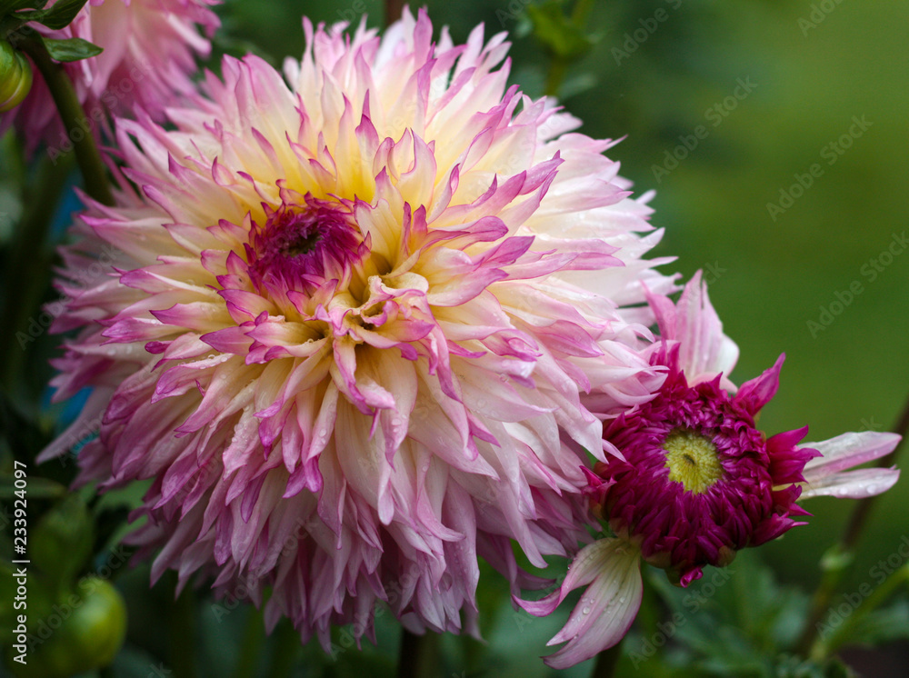 beautiful flowers in nature in the botanical garden