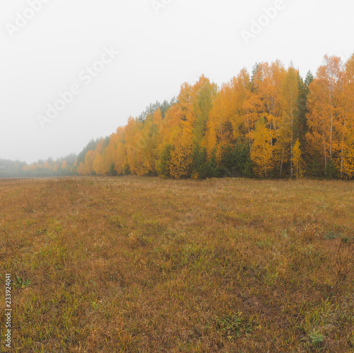 Autumn forest near the field