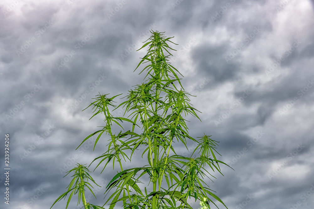 The plant marijuana on the background of the cloudy sky, cannabis legalization. The plant marijuana on the background of the cloudy sky, cannabis legalization.