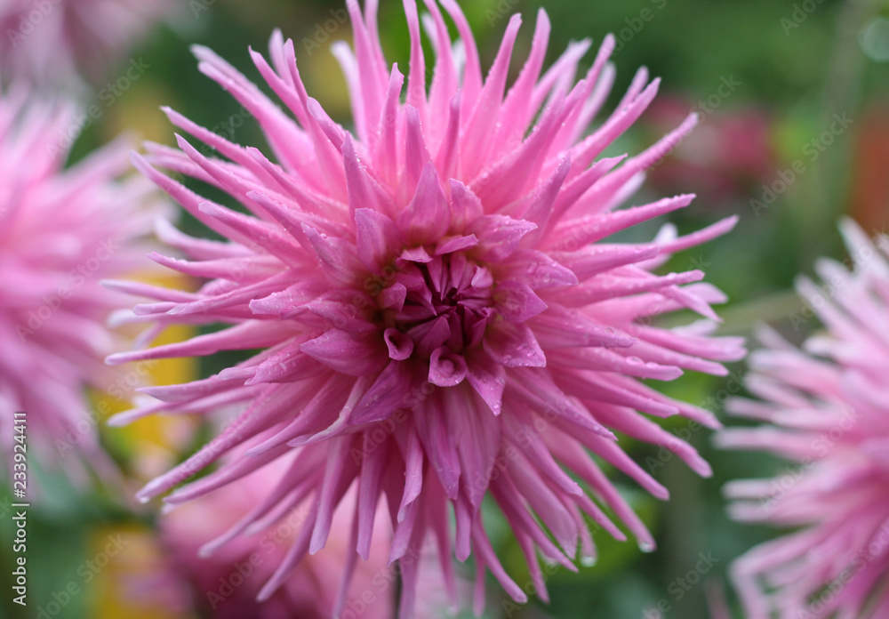 beautiful flowers in nature in the botanical garden beautiful flowers in nature in the botanical garden