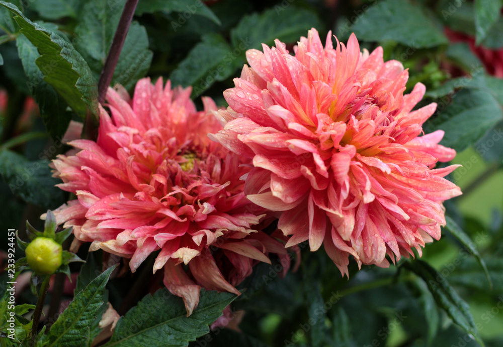 beautiful flowers in nature in the botanical garden beautiful flowers in nature in the botanical garden