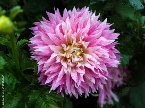 beautiful flowers in nature in the botanical garden