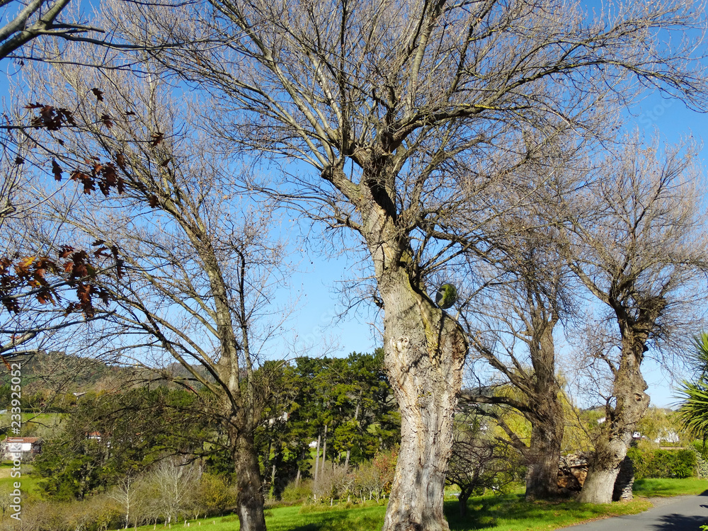 Big Old Trees in Jaizkibel Mountain Spain Big Old Trees in Jaizkibel Mountain Spain