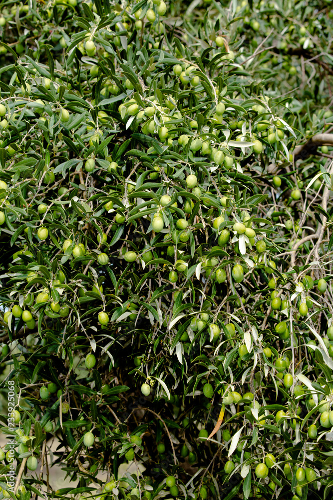 Olives tree  on plantation in Italy , Calabria