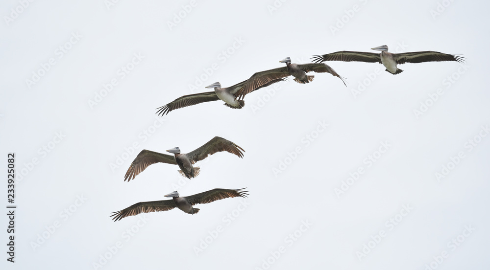 Brown Pelican (Pelecanus occidentalis) flying overhead in bright sky along coastal waters in Panama. Brown Pelican (Pelecanus occidentalis) flying overhead in bright sky along coastal waters in Panama.