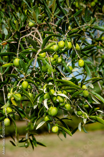 Fragment of Olives trees on plantation in Italy , Calabria