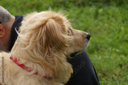 Cute funny golden retriever dog lying with tongue out on grass in the park