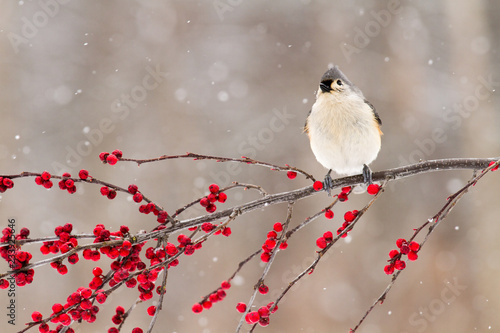 A tufted titmouse perched on a branch of berries in winter
