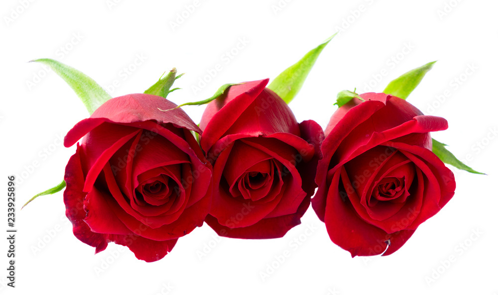 Thee red rose buds row close up isolated on white background Thee red rose buds row close up isolated on white background