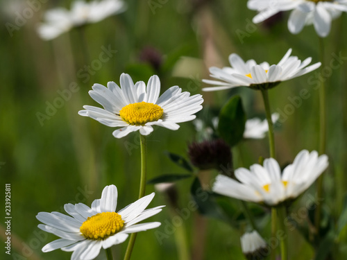 Oxeye Daisy group