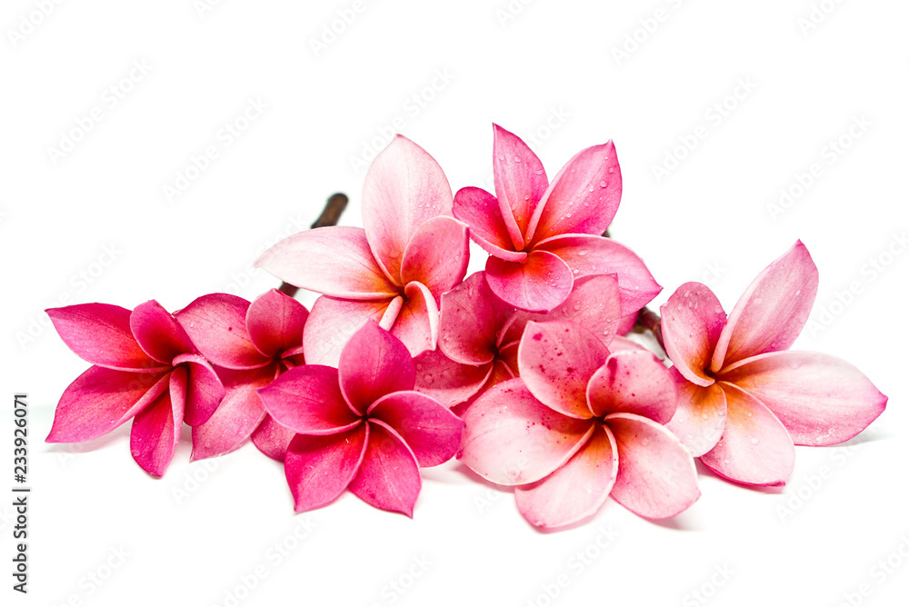 plumeria frangipani flowers isolated on white background