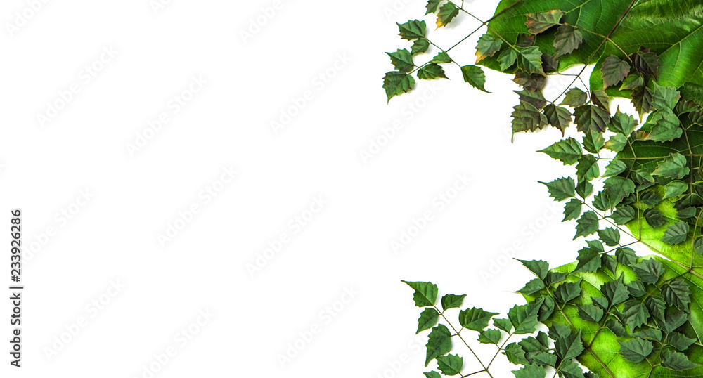 Naklejka premium Side border of fresh green leaves isolated on white background with space for text