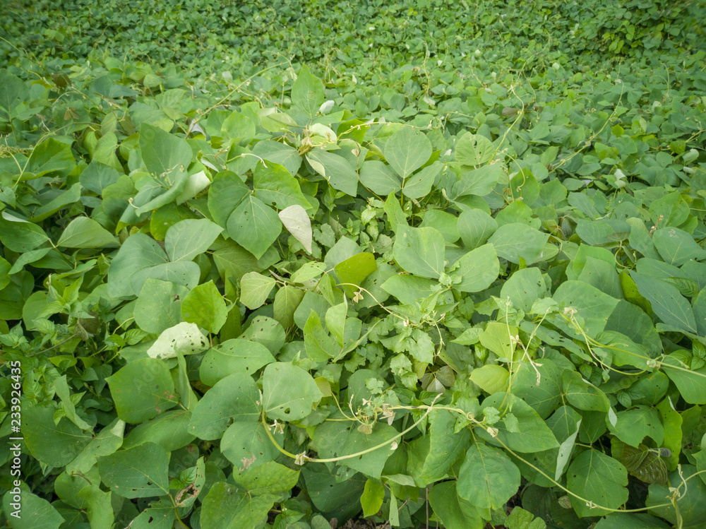 Mucuna bracteata is a leguminous plant. It is a nitrogen-regulating plant that is used in agroecosystems operating around certain types of agricultural plant systems Mucuna bracteata is a leguminous plant. It is a nitrogen-regulating plant that is used in agroecosystems operating around certain types of agricultural plant systems