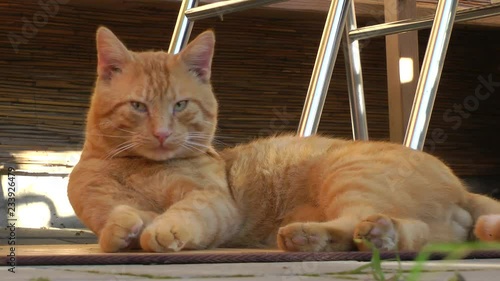 cat licks its fur and looks up  photo