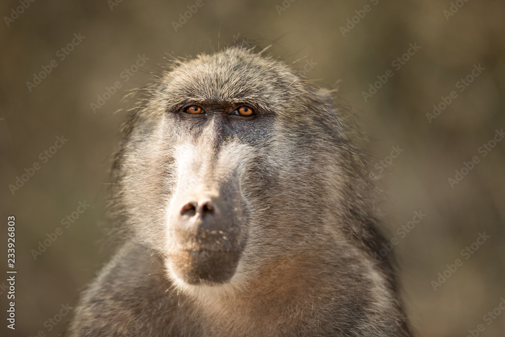 Baboon Portrait Baboon Portrait