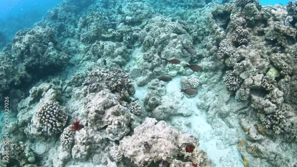 Camera follows group of coral reef fish through huge coral reef, slow motion 4K Camera follows group of coral reef fish through huge coral reef, slow motion 4K
