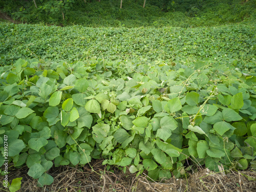 Mucuna bracteata is a leguminous plant. It is a nitrogen-regulating plant that is used in agroecosystems operating around certain types of agricultural plant systems