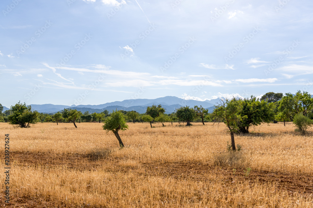 A glade full of dry yellow spikelets with trees on background of sky and mountains under the bright sunlight A glade full of dry yellow spikelets with trees on background of sky and mountains under the bright sunlight