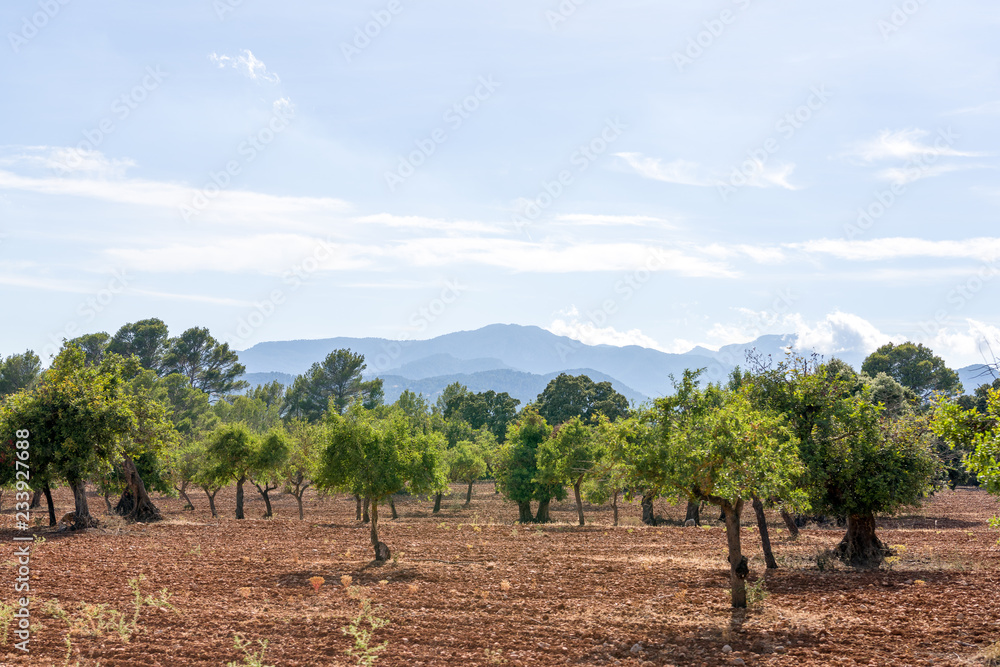 A glade with empty soil after harvesting and trees on background of sky and mountains under the bright sunlight