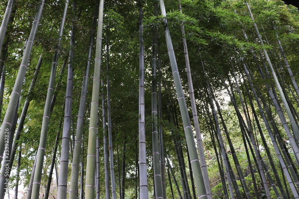 Fototapeta premium 鎌倉・長谷寺の竹林