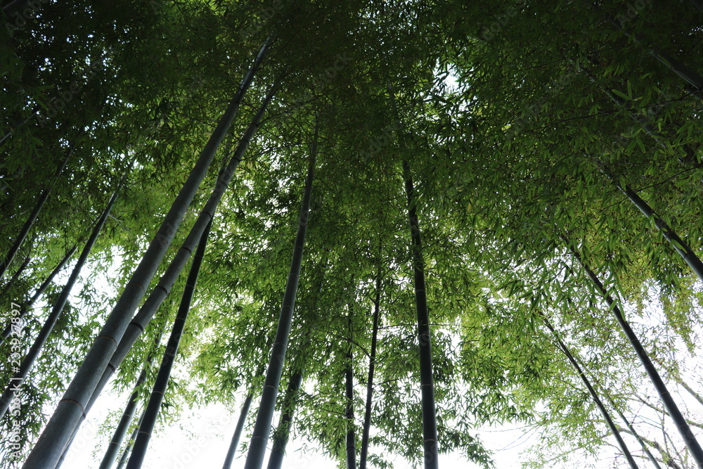 Obraz premium 鎌倉・長谷寺の竹林