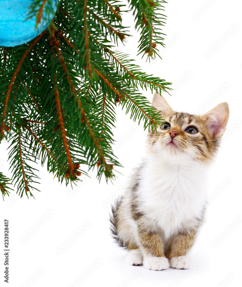 Little kitten with Christmas decorations