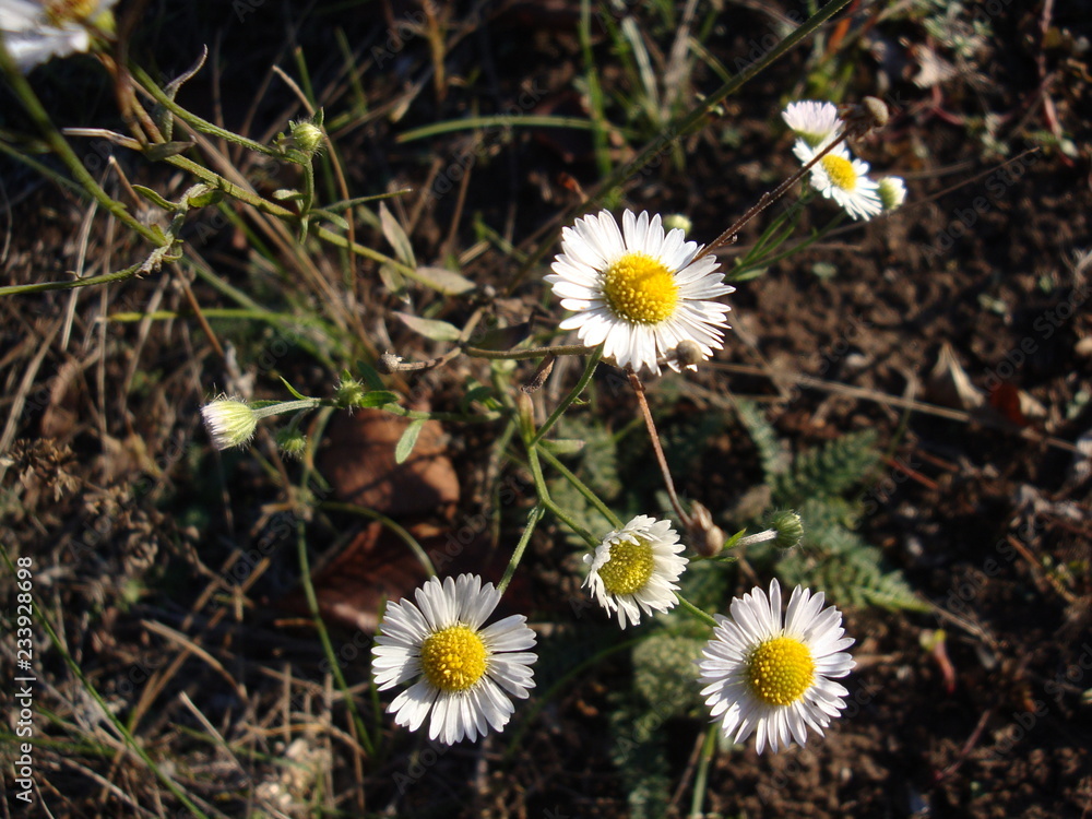 Beautiful chamomile flowers in field on sunny day, summer flowers, summer blurred nature background Beautiful chamomile flowers in field on sunny day, summer flowers, summer blurred nature background