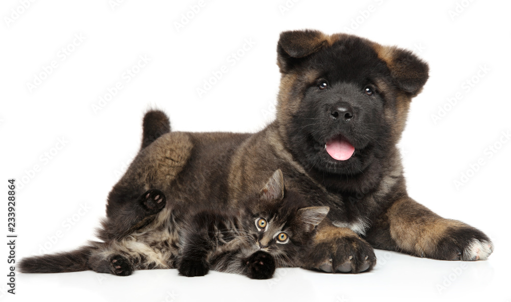 Puppy and kitten together