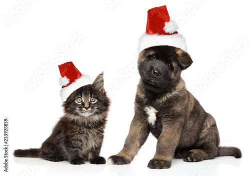 Puppy and kitten together in Santa hats