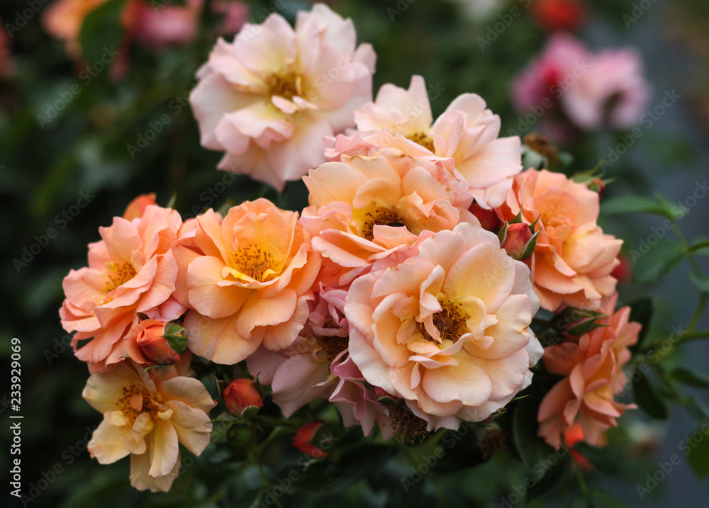 beautiful flowers in nature in the botanical garden