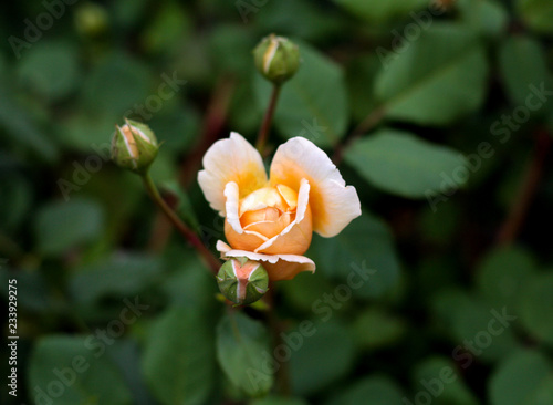 beautiful flowers in nature in the botanical garden