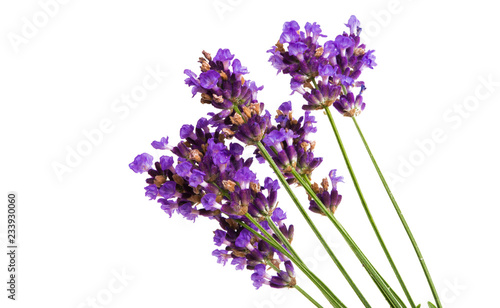 lavender isolated