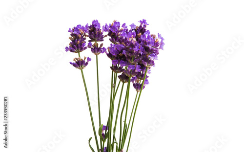 lavender isolated