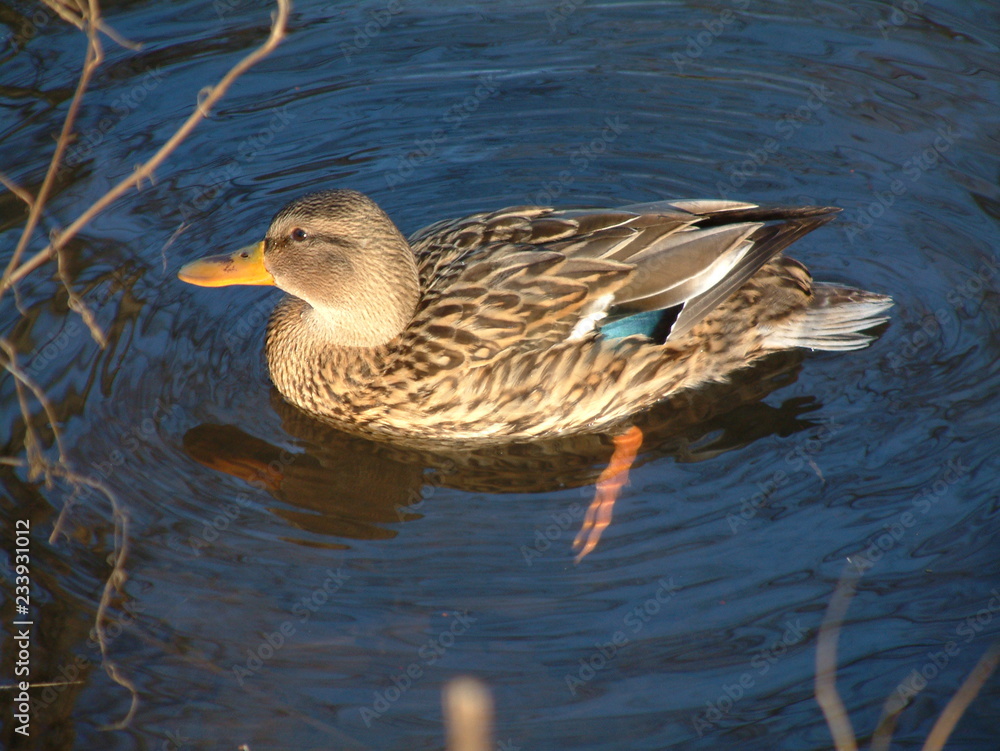 Ente Ente