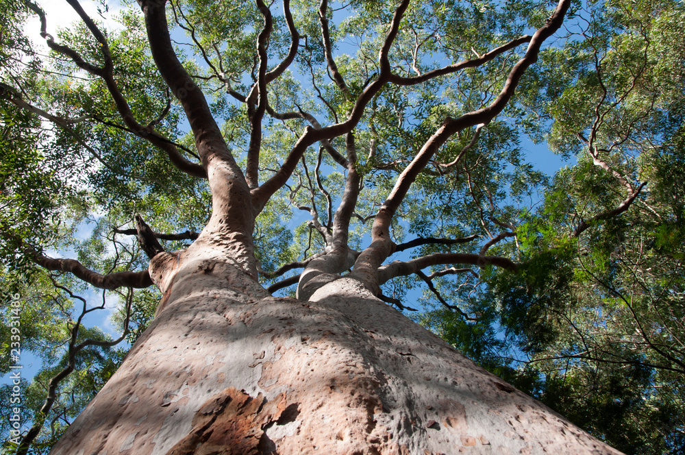 Obraz premium eucalyptus tree view from below with blue sky,Sydney,Australia