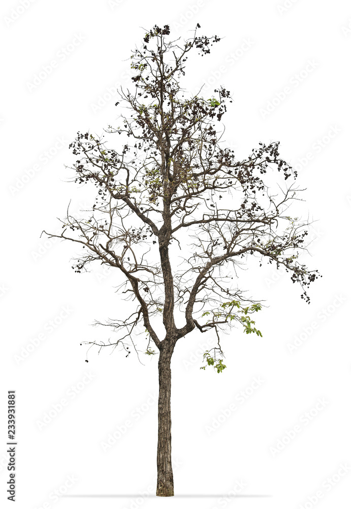 Leave less tree branches isolated on white background Leave less tree branches isolated on white background
