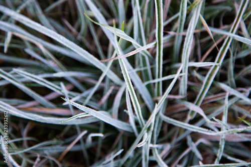 grass