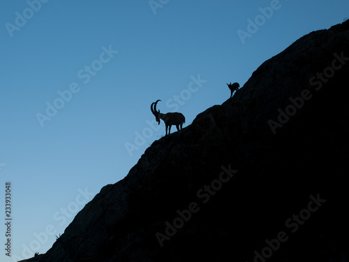 A silhouette of the Siberian ibex (Capra sibirica) - male with baby. Ala Archa National Park, the Tian Shan mountains in the Kyrgyz Republic