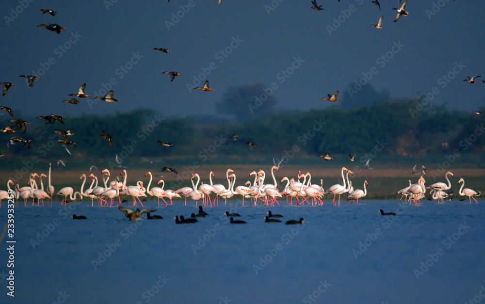 group of flamingos at lake in winter morning