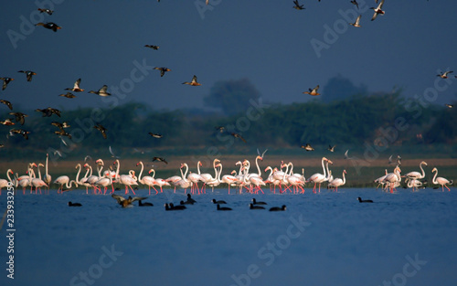 group of flamingos at lake in winter morning