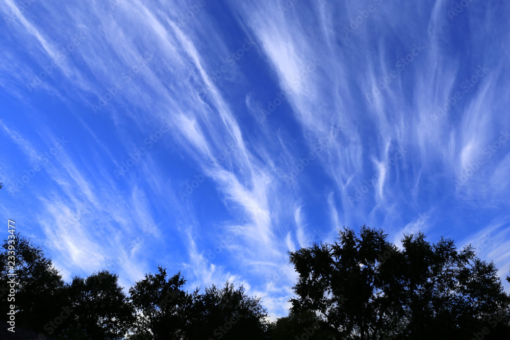 sky with clouds and silhouette oak trees