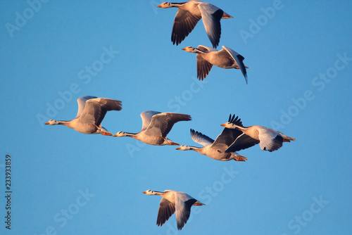 group of bar headed gooses are flying in winter morning