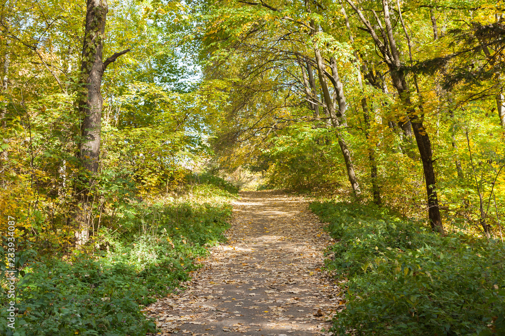 Path or road in autumn park. Path or road in autumn park.