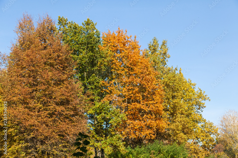 Fototapeta premium Colorful trees in autumn park.